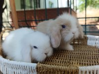 Hollanda teddy lop tavşan yavrular