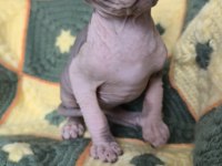 Naked Beauty Sphynx Cattery