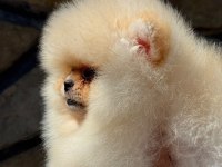 Erkek Teacup Boy Teddy Bear Pomeranian