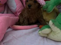 Toy poodle 2 aylık