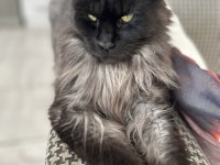 Maine Coon Kediler