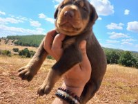 A kalite doberman bebekler