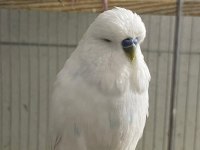 JUMBO MUHABBET KUŞLARI SİİRT MERKEZ