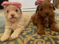 MALTİPOO YAVRULARIMIZ HAZIRDIR