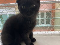 British shorthair bebeklerime yuva arıyorum