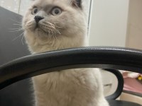 7 aylık scottish fold