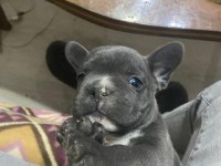 Orjinal blue french bulldog bebekler