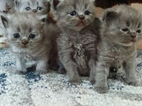 BRITISH SHORTHAIR YAVRULARIMIZ