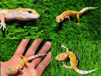 Leopard geckolar