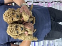 A kalite orjinal poodle