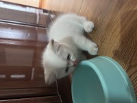 Yeni yuvalarına hazır british shorthair yavrular