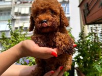 ANKARA NIN EN GÜZEL TOY POODLE YAVRULARI