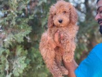 Orijinal Maltipoo Yavrular Randevu Alarak Bakabilirsiniz