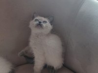 2 aylık british shorthair yavru kedilerimiz