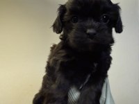 Mini Boy Orjinal Renk MALTİPOO- COCKAPOO YAVRULAR