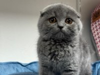 KOCA KAFA KEDİLERİMİZ AA KALITE SAFKANDIR