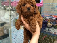 DÜNYA TATLISI POODLE YAVRULARI