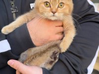 British Shorthair Golden Kardeş Dişi Bebekler