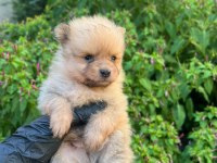 bursa içi teslime hazır POMERANİAN baby