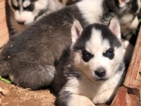 Sibirya kurdu Husky