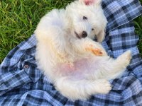 Yavru Malta terrier