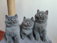 Safkan anne babanın british shorthair yavruları