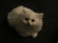 British longhair 4 aylık