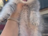 British Shorthair Blue Golden Bebek Erkek