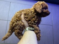 Kore 56 Günlük Toy Poodle Dişi ve Erkek Yuva Arıyor