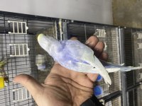 Rainbow muhabbet kuşu yavrular