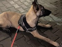 7 aylık Belçika kurdu köpeğimizi sahiplendiriyoruz