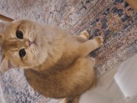 Safkan shorthair british golden erkek 1 yaşında