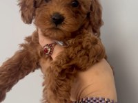 2 Aylık Erkek Toy Poodle