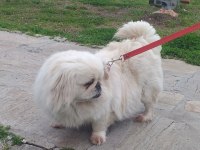 İMPERİAL PEKİNEZİM 3 YAŞINDA