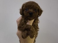 Kore kan red brown toy poodle dişi erkek yavrular