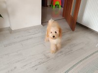 Sevimli Poodle Maya