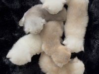 Sıfır kulak üst sınıf scottish fold bebekler