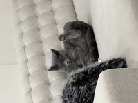 Ücretsiz sahiplendirilecektir 1 yaşında British Shorthair