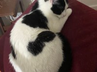 Scottish fold