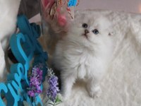 British Longhair 55 Günlük