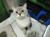 2 yaşında blue point dişi kedimiz