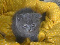 2 aylık scottish fold duman
