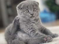 Scottish fold dişi 1.5 aylık yavru