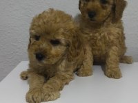 Toy poodle yavru köpekler