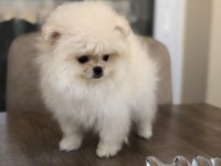 3 aylık dişi üst kalite minik Pomeranian boo yavrular