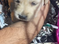 Golden retriever köpeğimiz