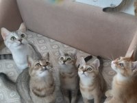 British shorthair evcilmen yavrularımız