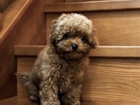 Toy Poodle Köpekleri