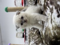 Scottish Fold Blue Point Bebekler