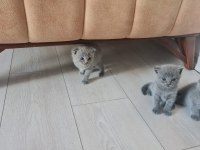 British ve scottish kedi